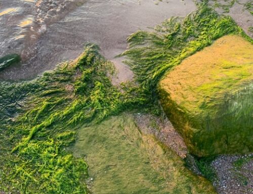 Microalgae and Your Skin: Nature’s Tiny Powerhouse