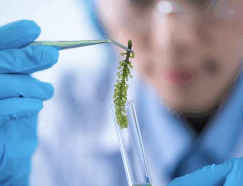 Microalgae PDRNs: Vegan Wound Healing